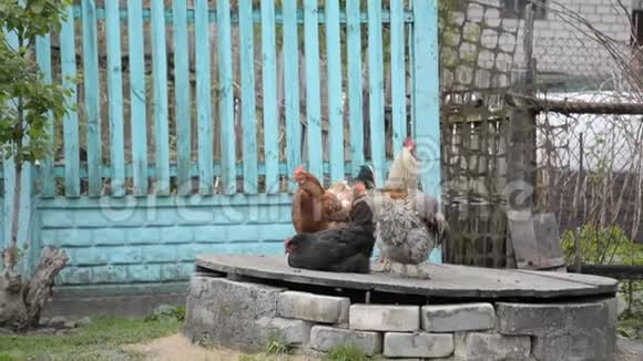 小鸡和公鸡正在村子里散步视频的预览图