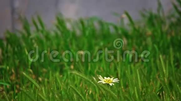 孤独的雏菊随风飘动带着野草的小穗视频的预览图