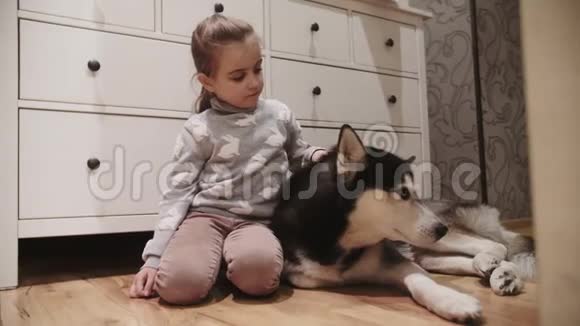 小女孩和她的黑白相间的西伯利亚哈士奇狗蓝眼睛女孩抚摸狗的头4K射击视频的预览图