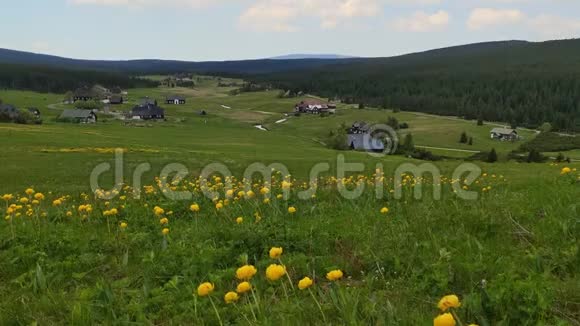 捷克共和国吉泽卡山村春草地有黄色的地球花视频的预览图
