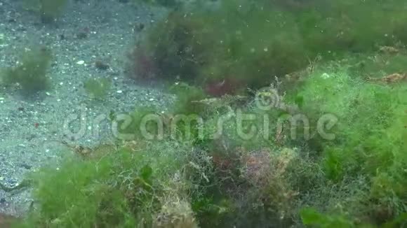 棕榈草虾生活和食用藻类视频的预览图