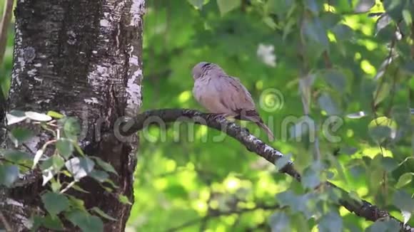 欧亚大陆的鸽子坐在桦树枝上清理羽毛视频的预览图