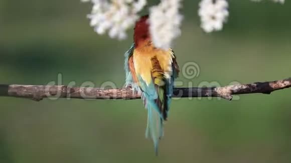 美丽的鸟鲜艳的颜色清洁羽毛视频的预览图