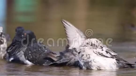 夏日里城市鸽子在池塘里洗澡视频的预览图