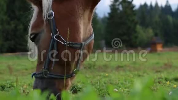 棕色的马白色的头发站立接近镜头在草地上放牧视频的预览图