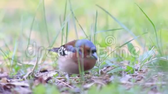 莺雀在夏草间采集食物视频的预览图