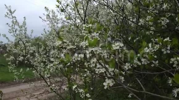亚布里科夫花枝和多云天气景观视频的预览图