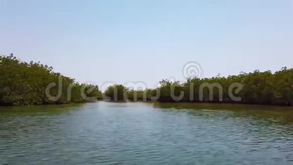 热带河流三角洲红树林4K录像视频的预览图