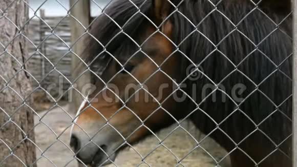 农场围栏后面一匹悲伤的棕色马的肖像户外视频的预览图