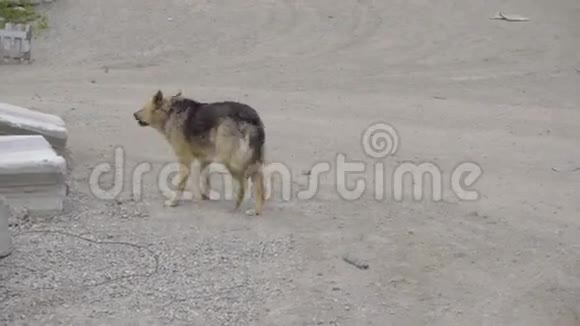 灰色地面上的狗视频的预览图