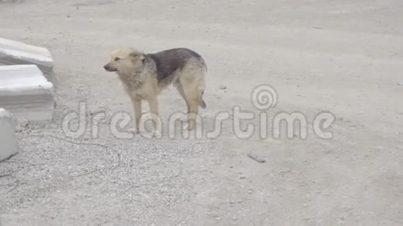 灰色地面上的狗视频的预览图