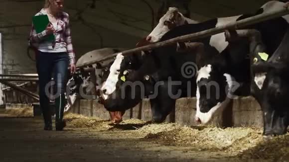 女孩在农场靠近奶牛视频的预览图