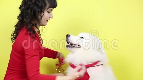 新年帽子戴在狗身上视频的预览图