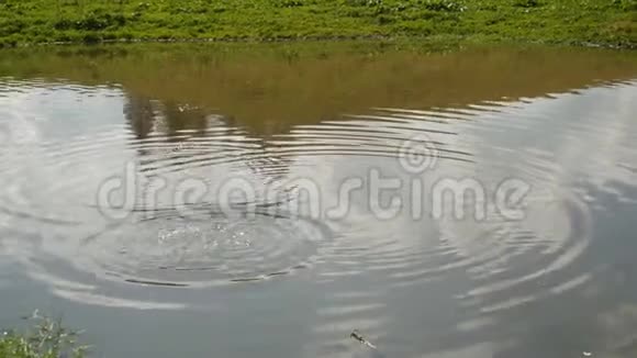 池塘水面水波4k视频的预览图