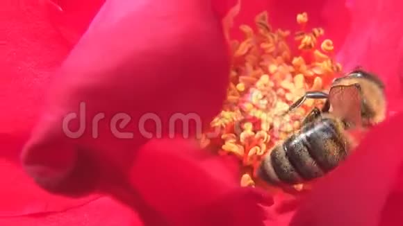 一只蜜蜂在红玫瑰花中收集花粉视频的预览图