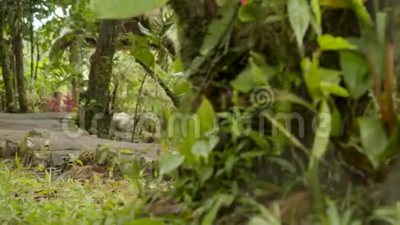 土著人民光着脚在森林小径上奔跑视频的预览图