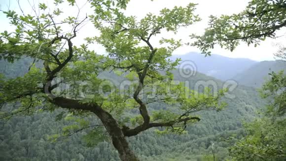 从森林中的树枝到夏天有绿色斜坡的山脉视频的预览图