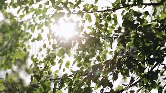 太阳的光美丽地穿过桦树的树枝视频的预览图
