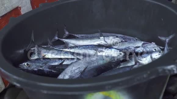 在渔船上捕捉鲭鱼在海水中捕鱼时在船上捕获新鲜的鱼视频的预览图
