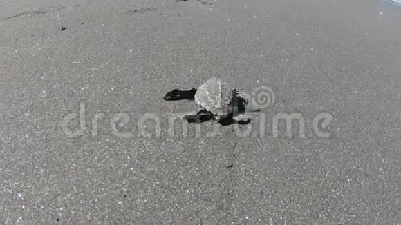 勇敢的新生小海龟勇敢地在大海中爬行视频的预览图