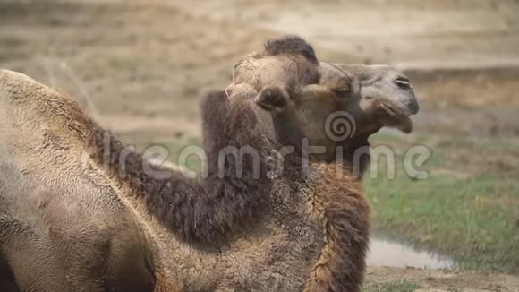 一只骆驼的肖像视频的预览图