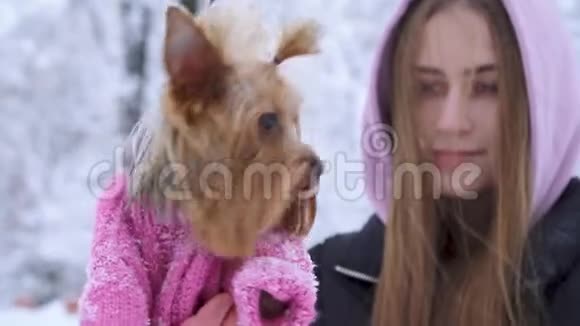 一个穿羊毛衫的约克郡猎犬和主人一起在户外散步少年和狗在一个视频的预览图