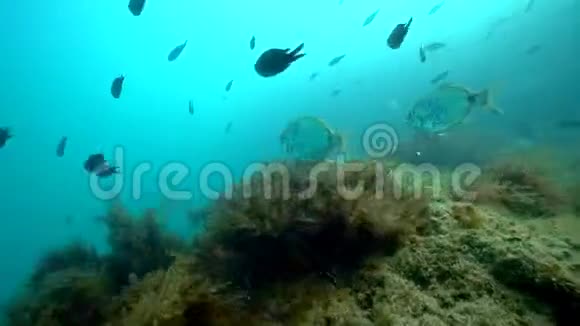 观赏黑海的鱼群和珊瑚礁视频的预览图