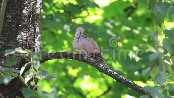 坐在树枝上的木鸽清理羽毛视频的预览图