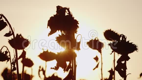 太阳阳光透过成熟的向日葵的茎日落时分向日葵已经成熟准备收割视频的预览图