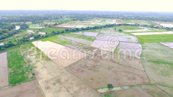 无人驾驶飞机的高清空中景观稻田农村农业地区视频的预览图