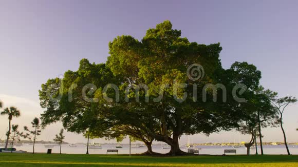 码头太阳下的大树视频的预览图