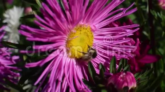 夏天一只蜜蜂在花园里的阳光下采集紫罗兰花蜜视频的预览图
