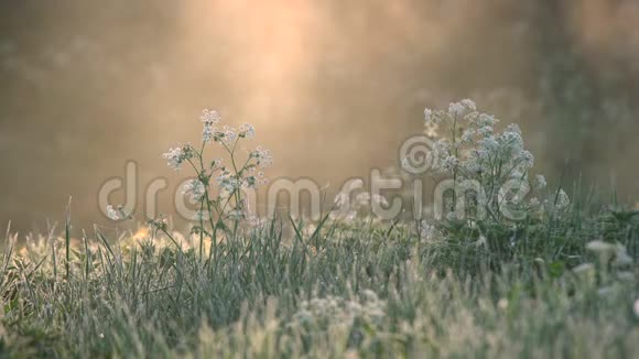 美丽的花朵在草地上开着白色的花在金色的早晨阳光和背景中的雾中照亮视频的预览图