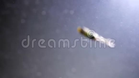 鱼的特写镜头在泥泞的水中游泳一根塑料吸管被扔进海里海洋问题视频的预览图