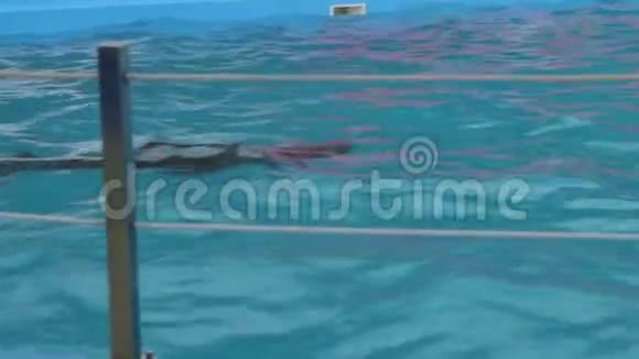 泳池里有小海豚的女性视频的预览图
