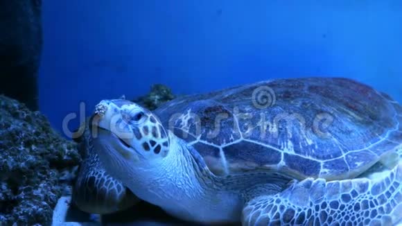 大型水族馆有不均匀的多色照明其中游泳大海龟水下视频的预览图