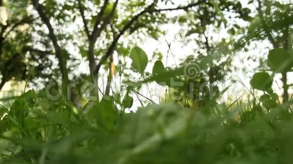 在博克的模糊树木的背景下绿色的草在风中盘旋夏天花园里晴朗的天气视频的预览图