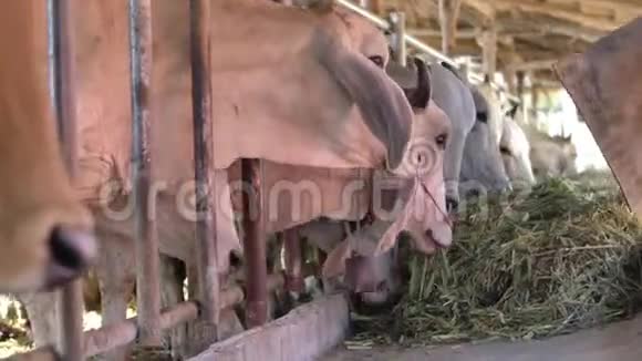 奶牛在农场奶牛在吃干草视频的预览图