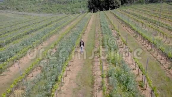 一个旅游女孩或一个农民穿过葡萄园托斯卡纳山的空中框架视频的预览图