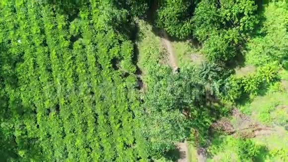 拍摄空中咖啡农场一级阿拉比卡咖啡真正的咖啡种植农夫去收集咖啡豆视频的预览图