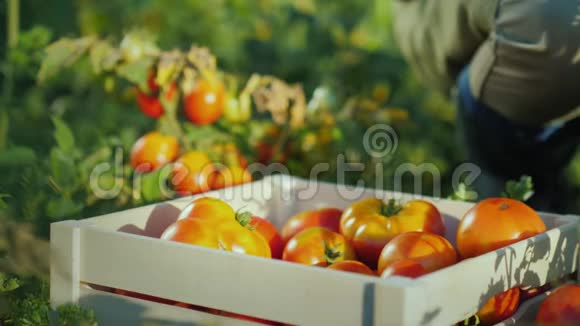 农夫手里拿着几个西红柿旁边有一个装有西红柿的木箱视频的预览图