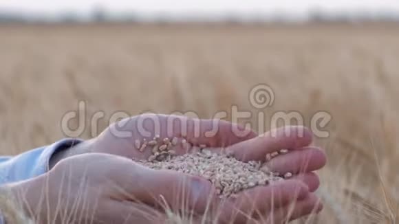 面包农业农民张开手掌在秋天丰收的成熟面包麦穗中展示金色的麦粒视频的预览图