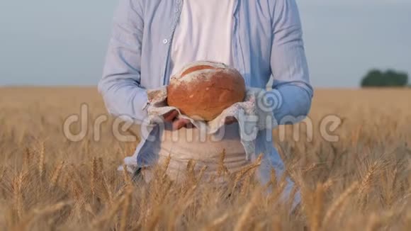 丰富的面包作物雄性的手展示和给你新鲜烘焙的根在白色的伺服在在收获的谷物小麦视频的预览图
