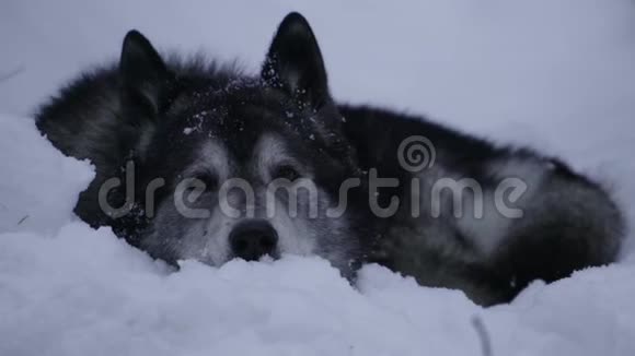 狗种哈士奇躺在雪地里视频的预览图
