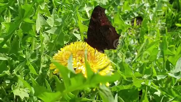 蝴蝶从蒲公英花上采蜜扇动的翅膀和快速的长鼻动作侧视图视频的预览图