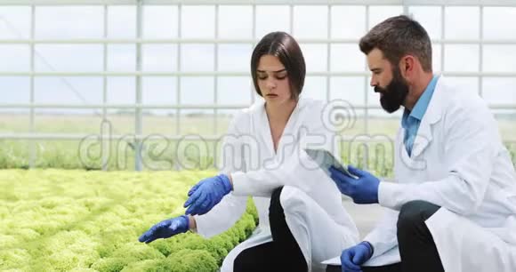 工程师实验室长袍仔细检查植物温室蔬菜种植视频的预览图
