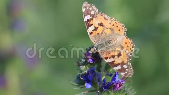 蝴蝶凡妮莎卡迪坐在一朵花上视频的预览图