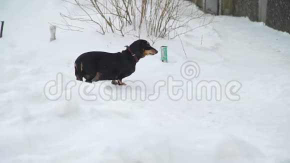 那条狗在雪地上散步并吠叫视频的预览图