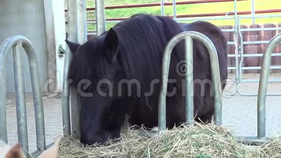 马在干草架上吃干草视频的预览图