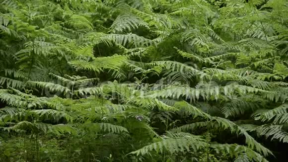 弗恩和空气跳舞茂密的热带植被视频的预览图
